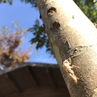天を目指して木をよじ登るセミの抜け殻