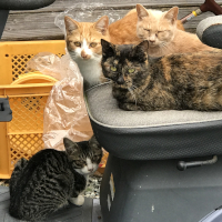 こちらを睨む4匹の猫