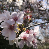 咲き誇る桜