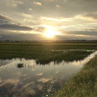 水田に映りこむ日の出