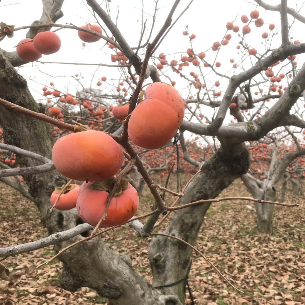 柿の木とたくさんの柿の実
