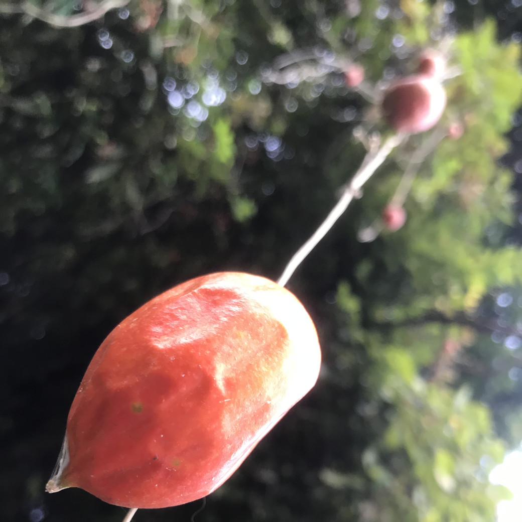 連なるカラスウリ